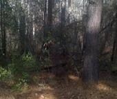 145 Brooks, Southern Pines, NC 28387