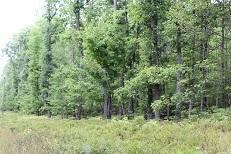 4734 Comstock Trail Unit Parcel D, Lewiston, MI 49756