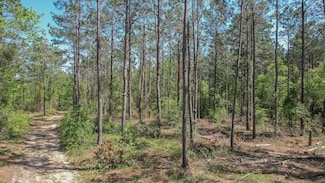 0 Tbd Hwy 77, Douglassville, TX 75560