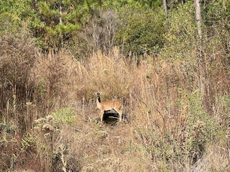 00 Stanford Lake Rd, Poplarville, MS 39470