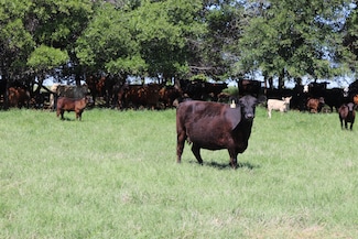 0 Deer Creek Rd Unit 23003232, Henrietta, TX 76365