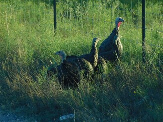 TBD (LOT 5) Private Road 4218, Evant, TX 76525