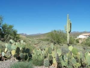 253 N Margaret St Unit 128/135, Queen Valley, AZ 85118