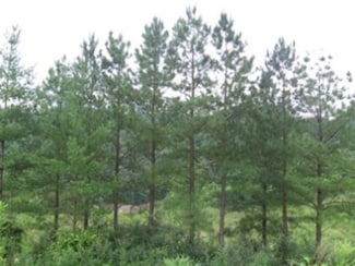 1 Cedar Creek Phase 7, Pikeville, KY 41501
