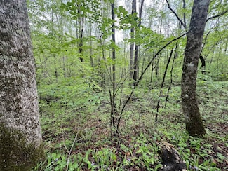 103 Bear Den Trail, Grandview, TN 37337