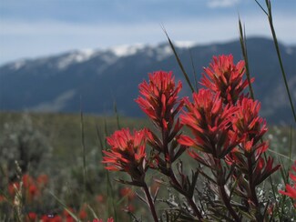 nhn Denver's Way, Belfry, MT 59008