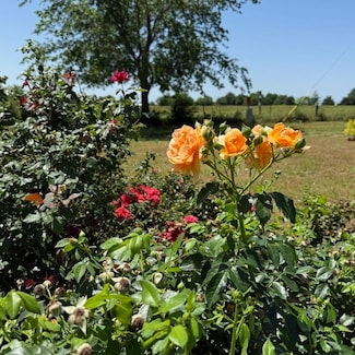 2289 Farm To Market 275, Cumby, TX 75433