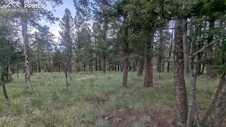 924 Will Scarlet Dr, Divide, CO 80814