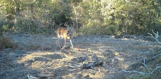 Brinson Airbase Rd, Brinson, GA 39825