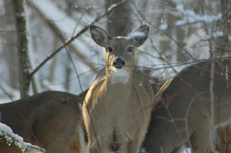 80 County Road Hh, Lyndon Station, WI 53994