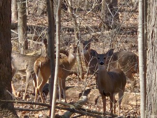 Lot 91 Timber Valley Dr Unit 91, Kokomo, IN 46902