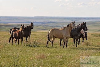 nhn Plum Creek Rd, Lewistown, MT 59457