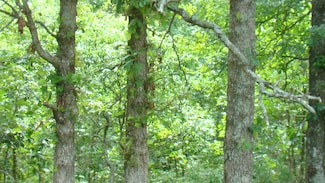 Tbd State Route Y, Mountain View, MO 65548