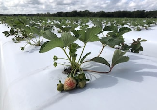 3344 Gentry Rd, Plant City, FL 33566