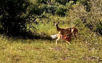 VAC County Road 232, Bell, FL 32619