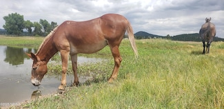 7764 E Old Route 66, Williams, AZ 86046