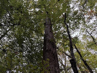 CR 2912 County Road 2912, Hughes Springs, TX 75656