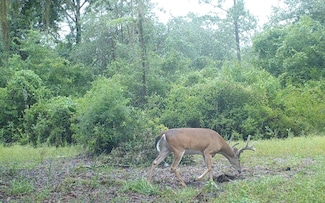 0 County Line Rd Unit 122664, Lee, FL 32059