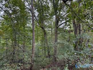 19.3 Acres County Road 200, Danville, AL 35619