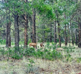 1523 W View Rd, Pagosa Springs, CO 81147