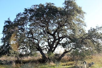 0 Tbd Pr Lexi Ln, Poteet, TX 78065