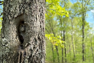 Lot 19 McCord Bend Rd, Galena, MO 65656