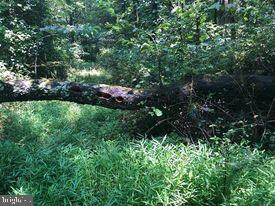 53.5 AC Off Timber Ridge Rd, Cross Junction, VA 22625