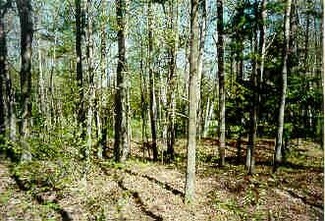 56 Forest Ln Unit 56, Ellsworth, MI 49729