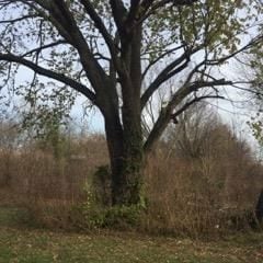 9593 SW County Road 517, Rich Hill, MO 64779