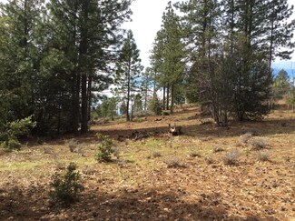 6.46 Acres Fern Rd, Whitmore, CA 96096