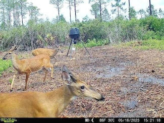 0 SW Wire Rd, Lee, FL 32059