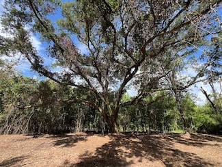 3 ac Laird Rd, Florala, AL 36442