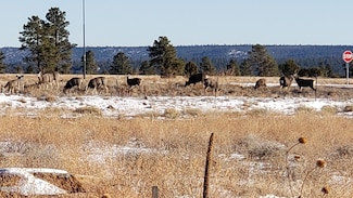 1831 N Jasper Dr, Flagstaff, AZ 86001