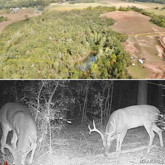 36.5 Acres County Road 294, Columbia, AL 36319