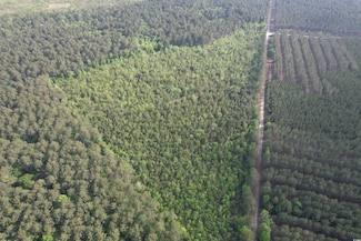 24.71 Acres-TBD Old Forreston Rd, Greeleyville, SC 29056