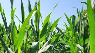 Elm Ave SW, Mitchellville, IA 50169