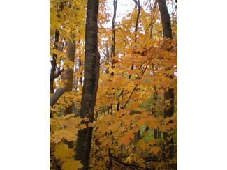 XXX Andee Ave, Harris, MN 55032
