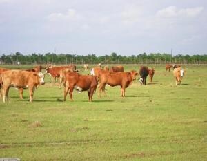 0 SW Fox Brown Rd Unit R3256647, Indiantown, FL 34956
