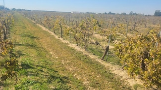 N Unit W. of East Ave., Caruthers, CA 93609