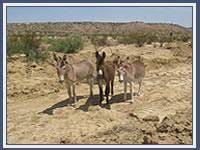 51550 Texas 118 Unit H-69, Terlingua, TX 79852