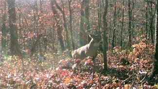 40 Acres+/- Ivy Bend Rd, Stover, MO 65078