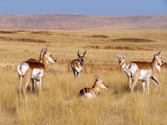 Off Az Higway 260, Overgaard, AZ 85933