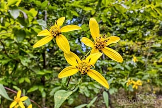 1696 Catawba Falls Pkwy Unit 190, Black Mountain, NC 28711