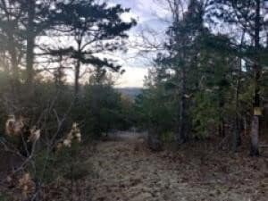 19641 Stonington Rd N, Omaha, AR 72662