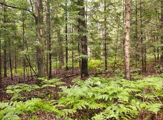 0 E Shore Dr Unit 201833487, Millersburg, MI 49759