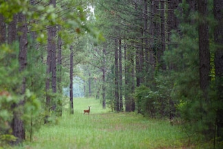 Mount Calvary Rd, Ridge Spring, SC 29129