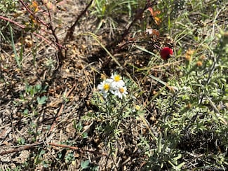 7873 S Carr Ct, Littleton, CO 80128