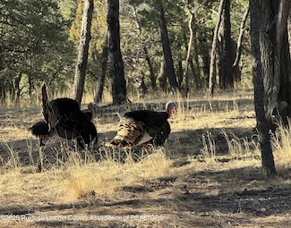 Lot #26 Cougar Ln Unit 4, Alto, NM 88312