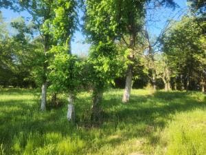 Tract 3 Castleberry, Lamar, AR 72846
