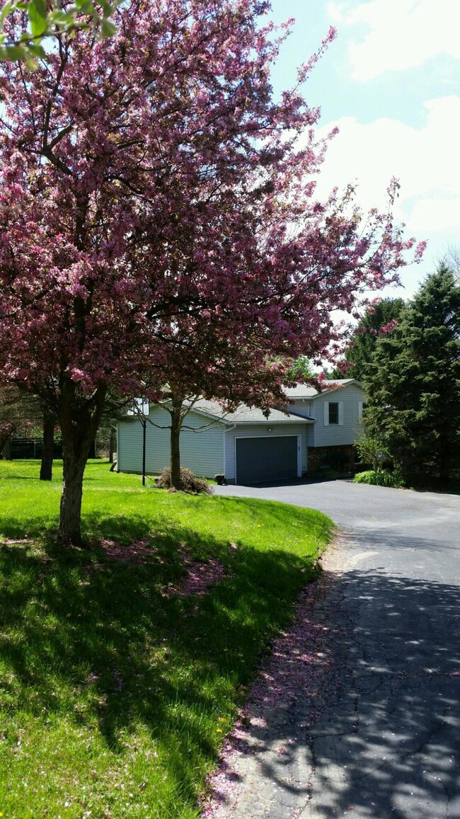 Trees in Bloom!